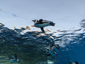 サンシャイン水族館に投稿された画像（2020/11/11）
