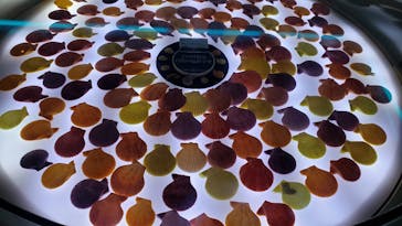 古宇利オーシャンタワーに投稿された画像（2020/11/11）