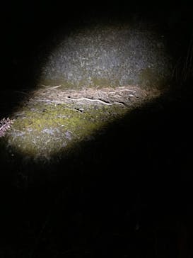 奄美ナイトツアーサービスに投稿された画像（2020/11/11）