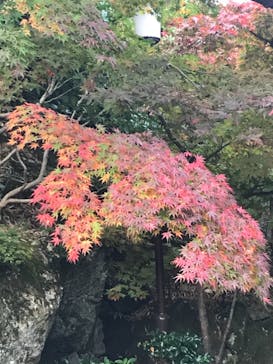 箱根美術館に投稿された画像（2020/11/11）