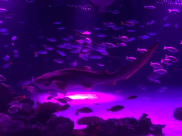 サンシャイン水族館に投稿された画像（2020/11/11）