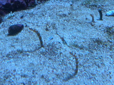 サンシャイン水族館に投稿された画像（2020/11/11）