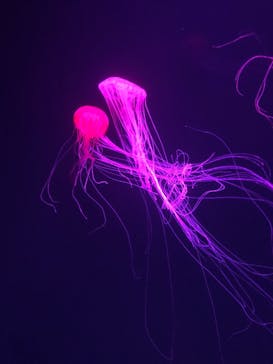 サンシャイン水族館に投稿された画像（2020/11/11）