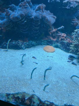 サンシャイン水族館に投稿された画像（2020/11/12）