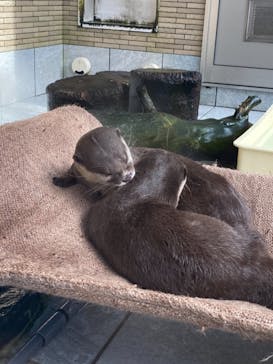 下田海中水族館に投稿された画像（2020/11/12）