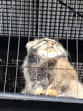 旭川市旭山動物園に投稿された画像（2020/11/12）