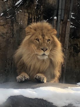 旭川市旭山動物園に投稿された画像（2020/11/12）