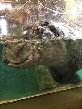 旭川市旭山動物園に投稿された画像（2020/11/12）