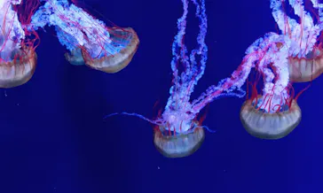 すみだ水族館に投稿された画像（2020/11/12）