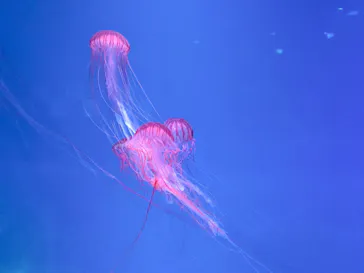 すみだ水族館に投稿された画像（2020/11/12）