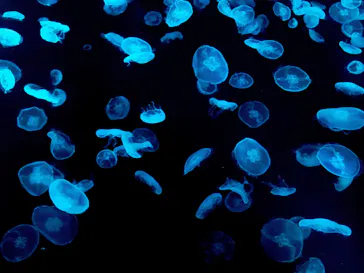 すみだ水族館に投稿された画像（2020/11/12）