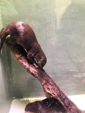 マクセル アクアパーク品川に投稿された画像（2020/11/12）