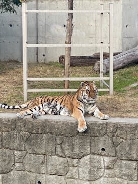 天王寺動物園に投稿された画像（2020/11/12）