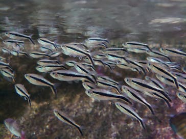 サンシャイン水族館に投稿された画像（2020/11/12）