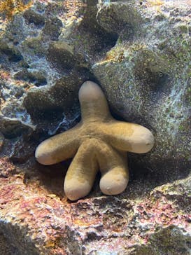 サンシャイン水族館に投稿された画像（2020/11/12）