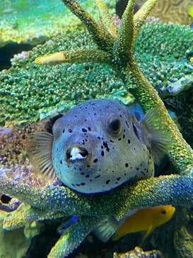 サンシャイン水族館に投稿された画像（2020/11/12）