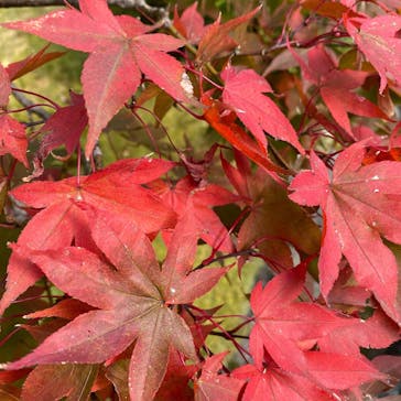 箱根美術館に投稿された画像（2020/11/12）