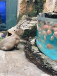 鳥羽水族館に投稿された画像（2020/11/13）