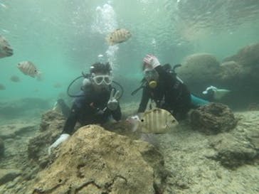 武藤潜水に投稿された画像（2020/11/13）