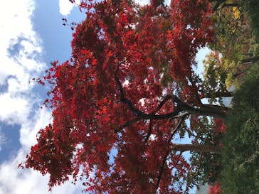 箱根美術館に投稿された画像（2020/11/13）