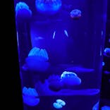 サンシャイン水族館に投稿された画像（2020/11/13）