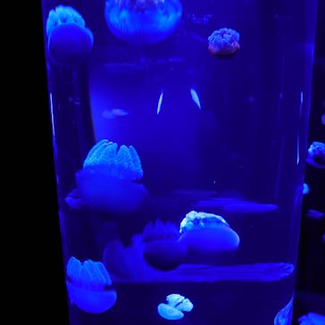 サンシャイン水族館に投稿された画像（2020/11/13）