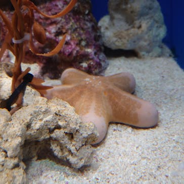 サンシャイン水族館に投稿された画像（2020/11/13）