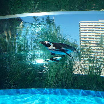 サンシャイン水族館に投稿された画像（2020/11/13）