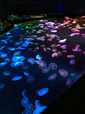 すみだ水族館に投稿された画像（2020/11/13）