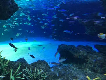 サンシャイン水族館に投稿された画像（2020/11/13）