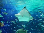 サンシャイン水族館に投稿された画像（2020/11/13）