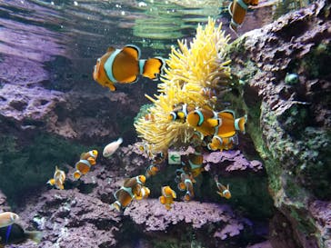 サンシャイン水族館に投稿された画像（2020/11/13）