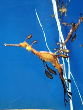 サンシャイン水族館に投稿された画像（2020/11/13）