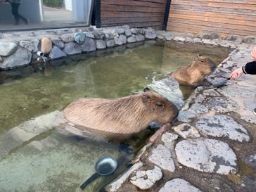 那須どうぶつ王国に投稿された画像（2020/11/13）