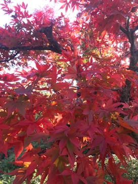 箱根美術館に投稿された画像（2020/11/13）