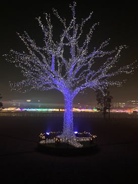 東京メガイルミに投稿された画像（2020/11/13）