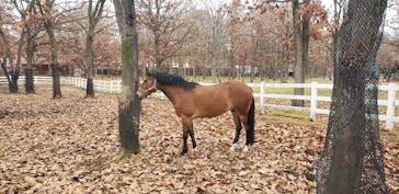 ノーザンホースパークに投稿された画像（2020/11/13）