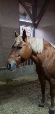 ノーザンホースパークに投稿された画像（2020/11/13）