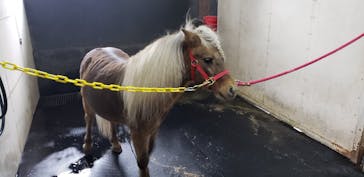 ノーザンホースパークに投稿された画像（2020/11/13）