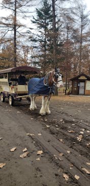 ノーザンホースパークに投稿された画像（2020/11/13）