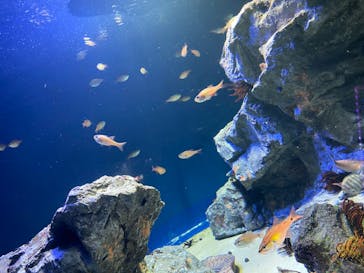 サンシャイン水族館に投稿された画像（2020/11/13）