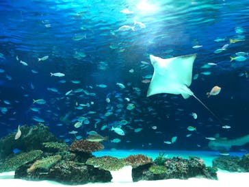 サンシャイン水族館に投稿された画像（2020/11/13）
