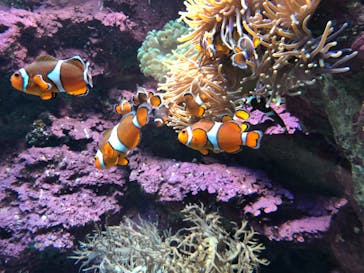 サンシャイン水族館に投稿された画像（2020/11/13）