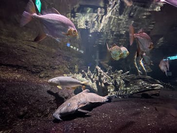 サンシャイン水族館に投稿された画像（2020/11/13）