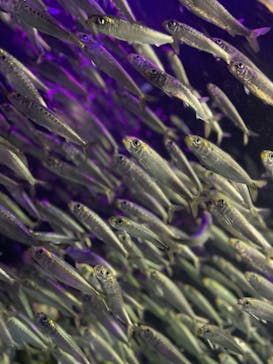 サンシャイン水族館に投稿された画像（2020/11/13）