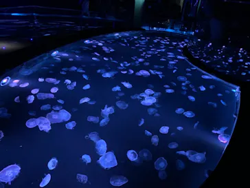 すみだ水族館に投稿された画像（2020/11/13）