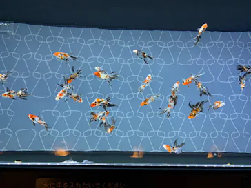 すみだ水族館に投稿された画像（2020/11/13）