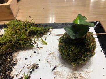 伊勢夫婦岩めおと横丁　めおと岩アクティビティに投稿された画像（2020/11/13）