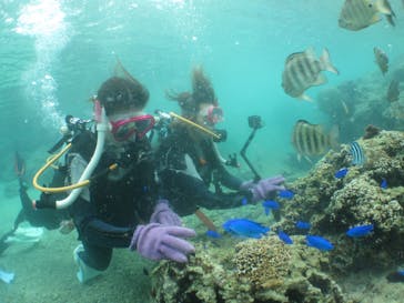 沖縄ダイビングショップシーモールに投稿された画像（2020/11/14）