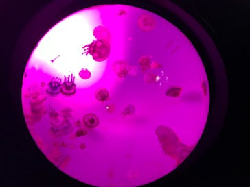 サンシャイン水族館に投稿された画像（2020/11/14）